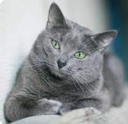 Gato raza Azul Ruso