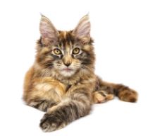 Gato raza Maine Coon