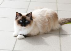 Gato raza Ragdoll