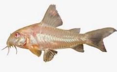 Corydoras catfish. Pez acuario