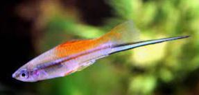 Swordtails. Pez acuario