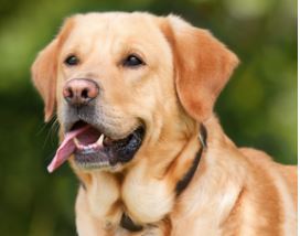 Raza de perro Labrador Retriever