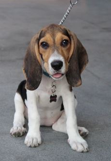 Raza de perro Beagle