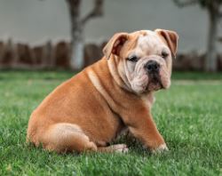 Raza de perro Bulldog francs