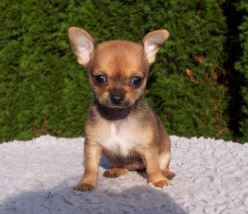 Raza de perro Chihuahua